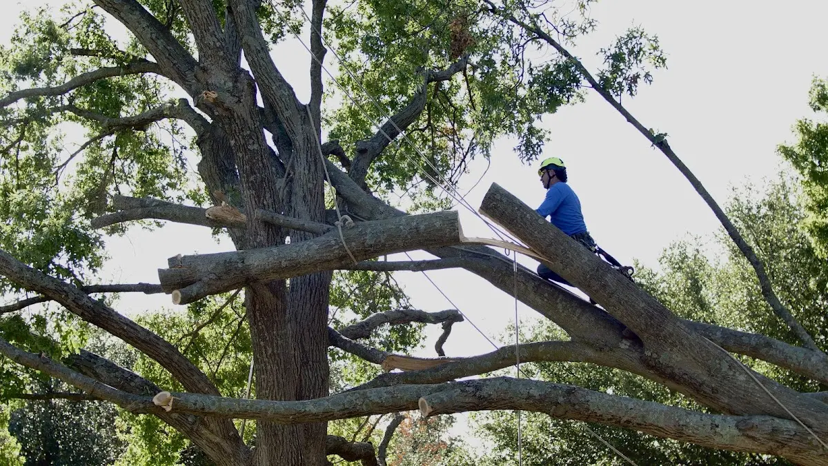 Professional Crown Thinning performed by certified arborists in Knowlesville