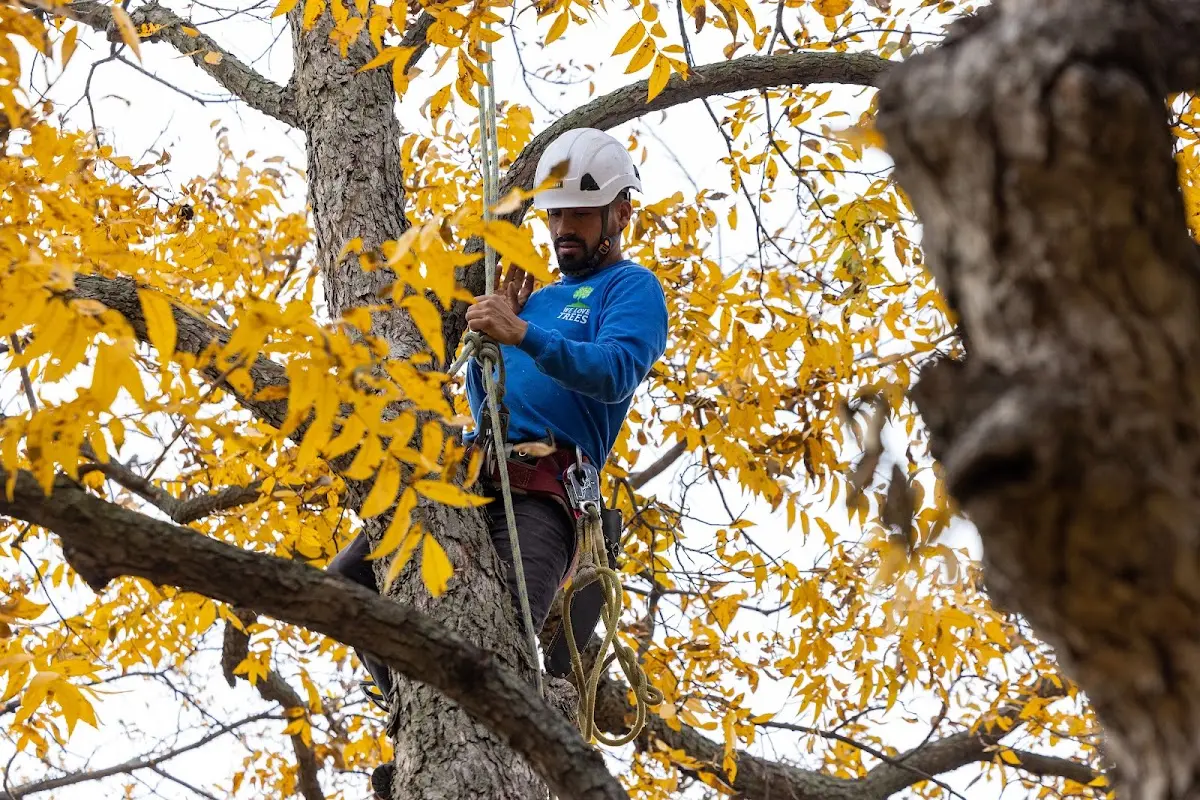 Skilled Tree Trimming crew working in Knowlesville